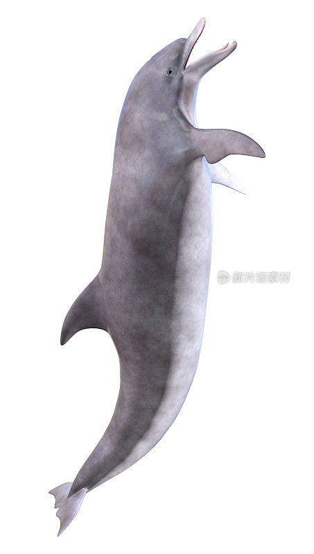 3D数字渲染海豚在白色