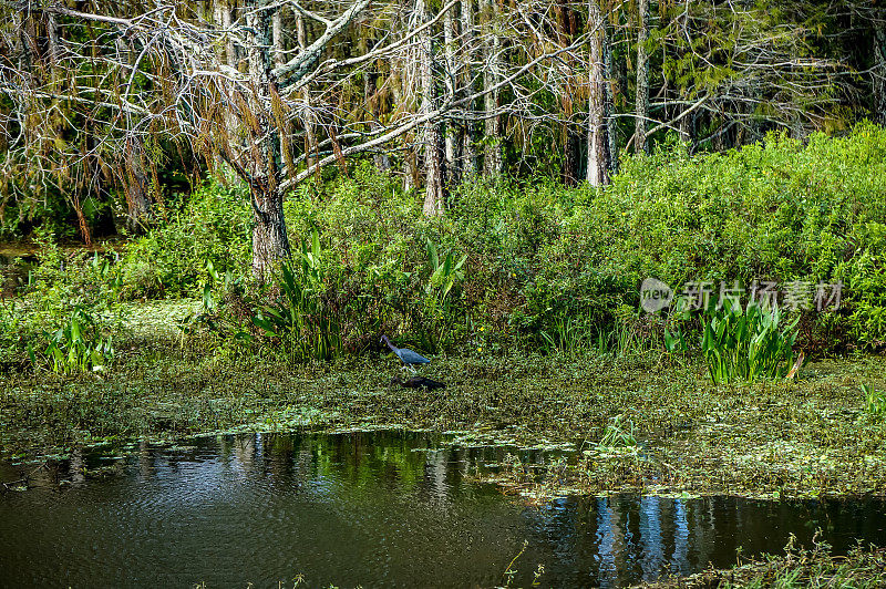 沼泽里的小蓝鹭