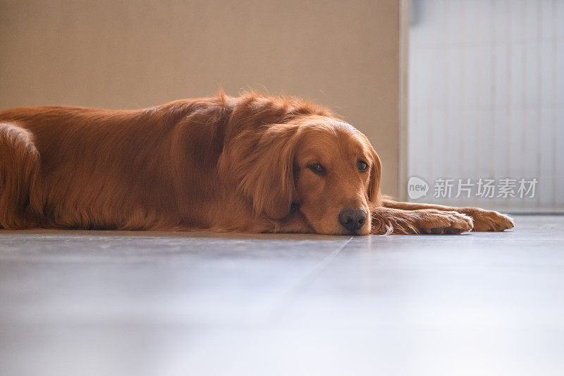 金毛犬躺在地上