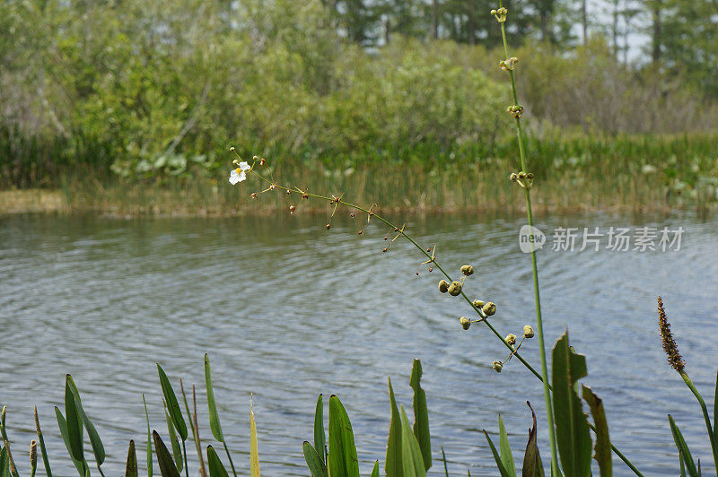 沼泽里的白色沼泽花