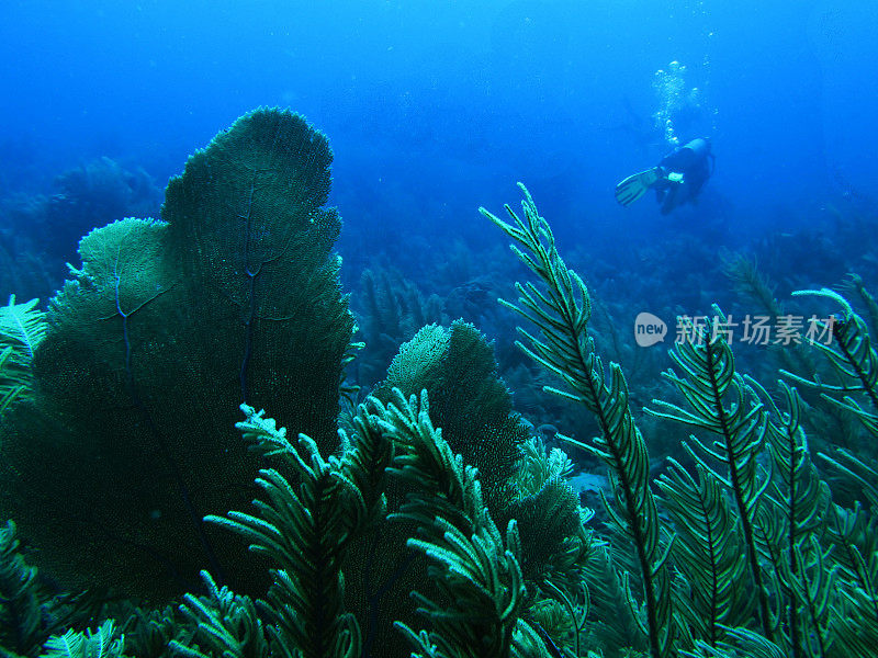 单水肺潜水员与泡沫背后的扇形珊瑚