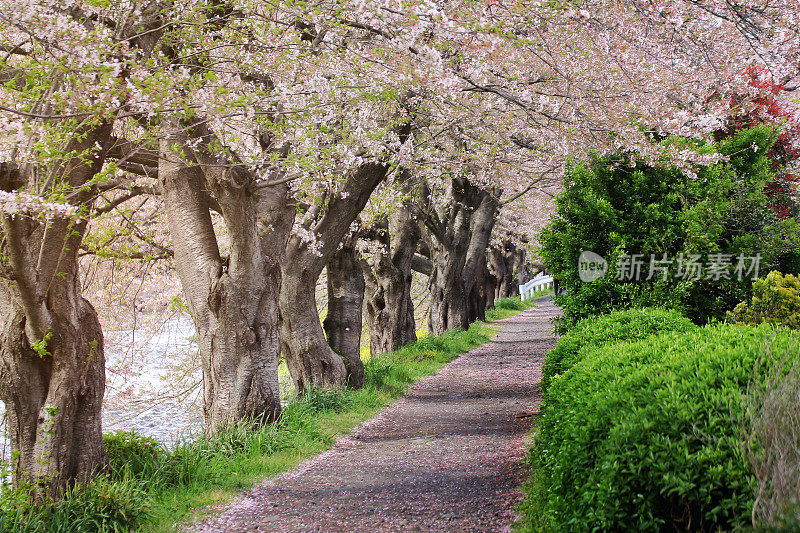 抽象背景的粉色人行道从美丽盛开的樱花树在日本。旅游与自然的概念