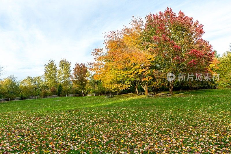 野餐桌上的草在秋天的颜色树
