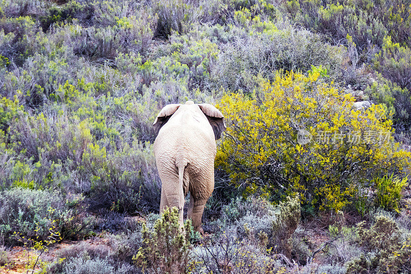 南非，一头非洲象进入灌木丛中寻找食物