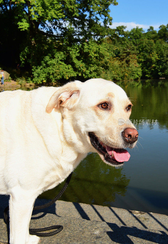 曼哈顿的拉布拉多寻回犬