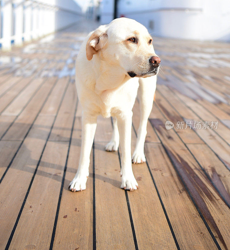 一条船上的拉布拉多寻回犬