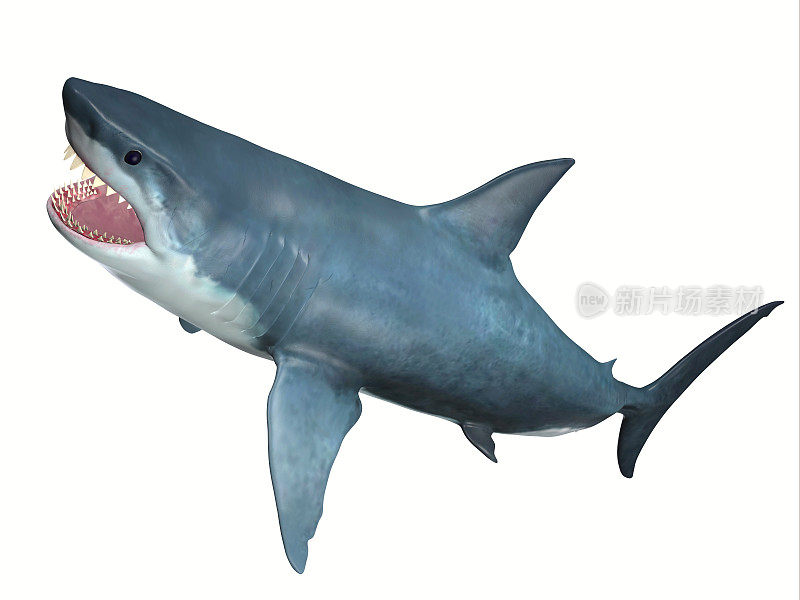 食肉动物大白鲨