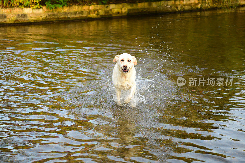 在水里玩