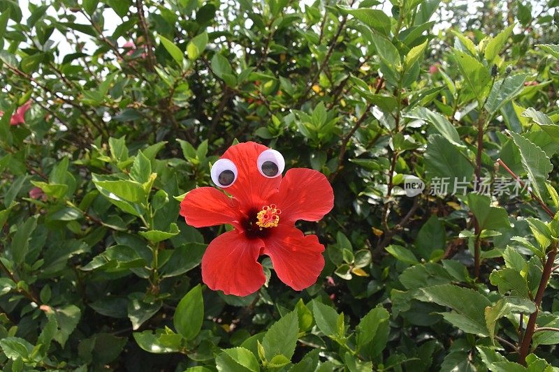 花眼睛