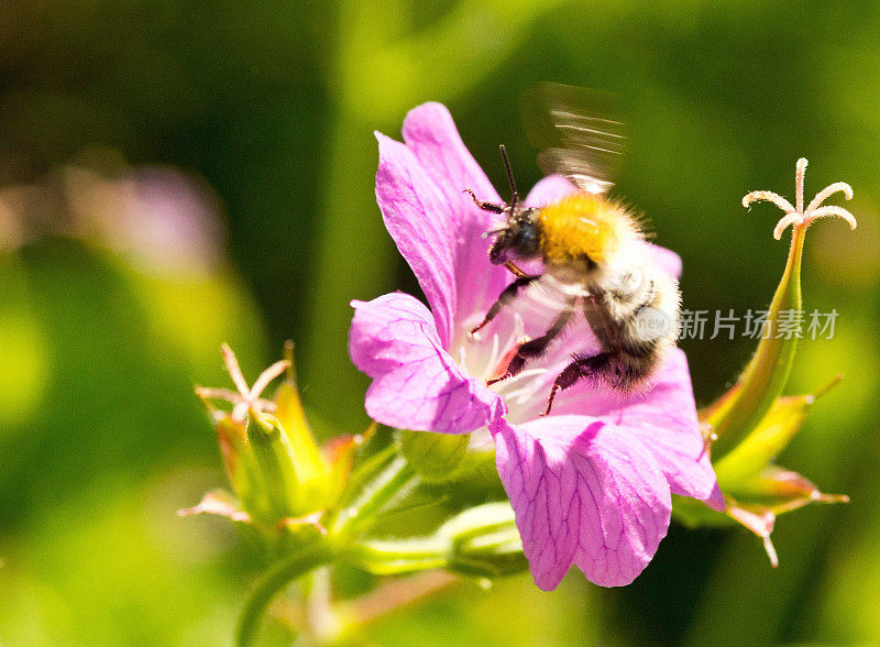 蜜蜂在一朵花上飞翔