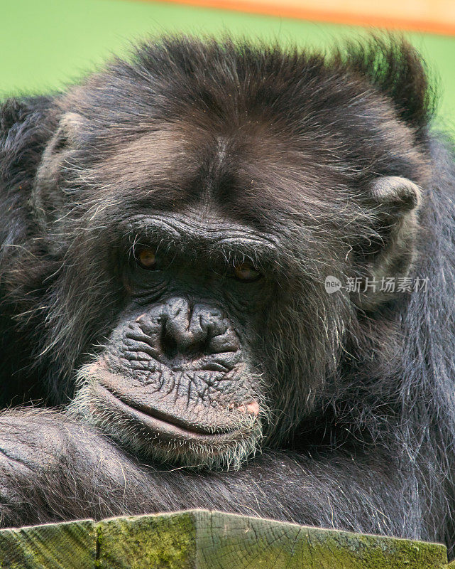 常见的黑猩猩无聊
