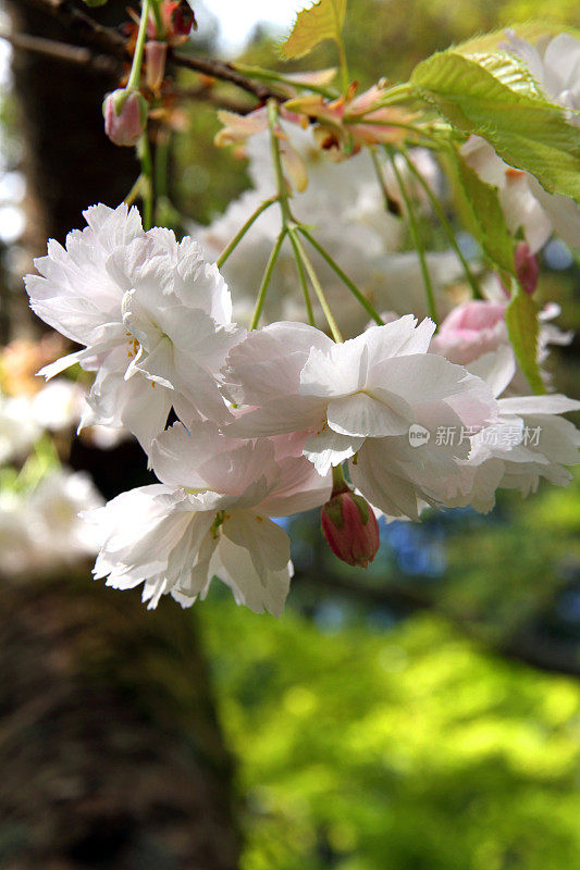 晃来晃去的花