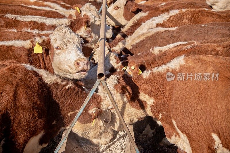 干旱期间用草喂食的肉牛和小母牛