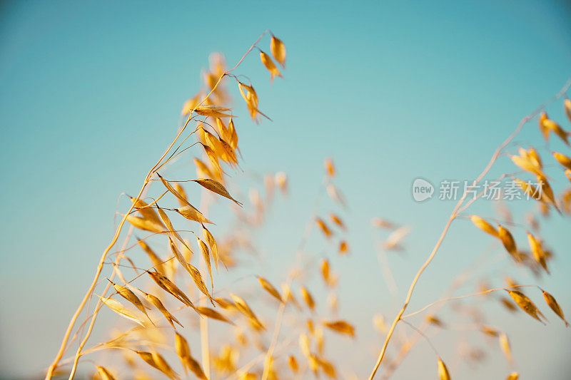 野草对着天空