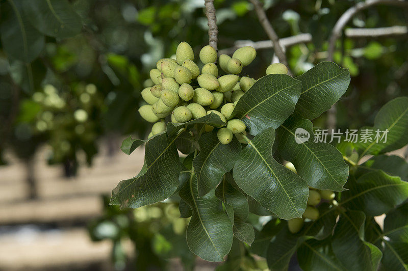 树上成熟的开心果特写