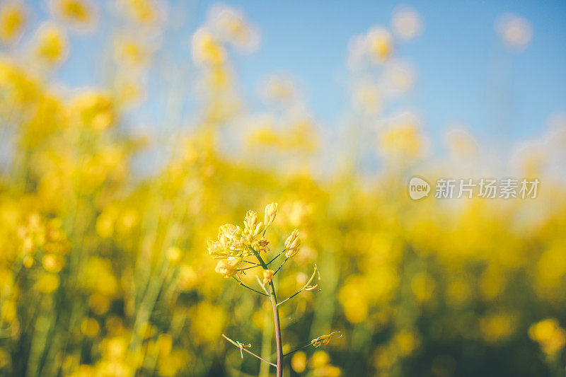 油菜籽草地