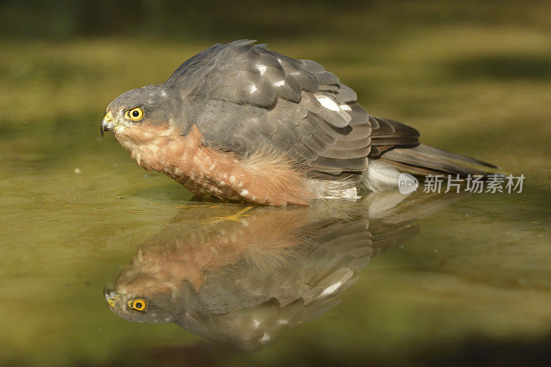 雄雀鹰洗身(鹰隼)