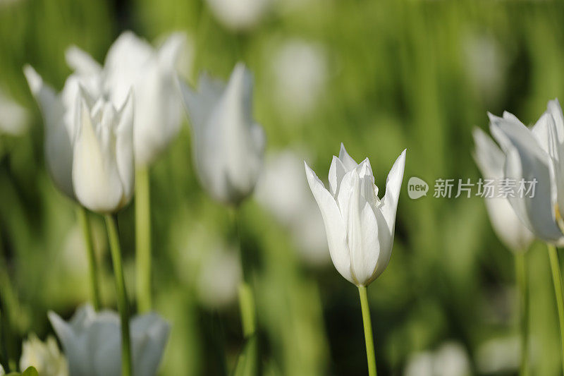 白色郁金香花床近