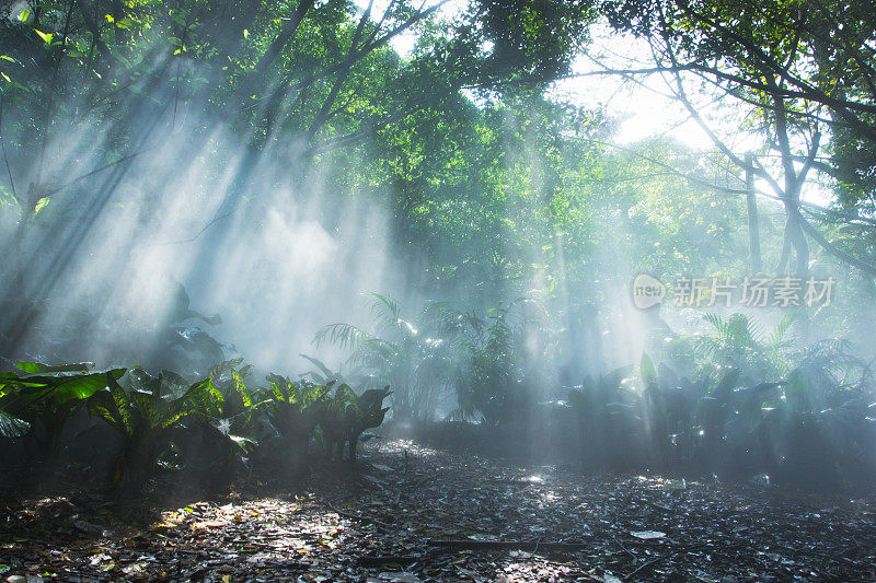 中国厦门耶稣光照下的热带雨林