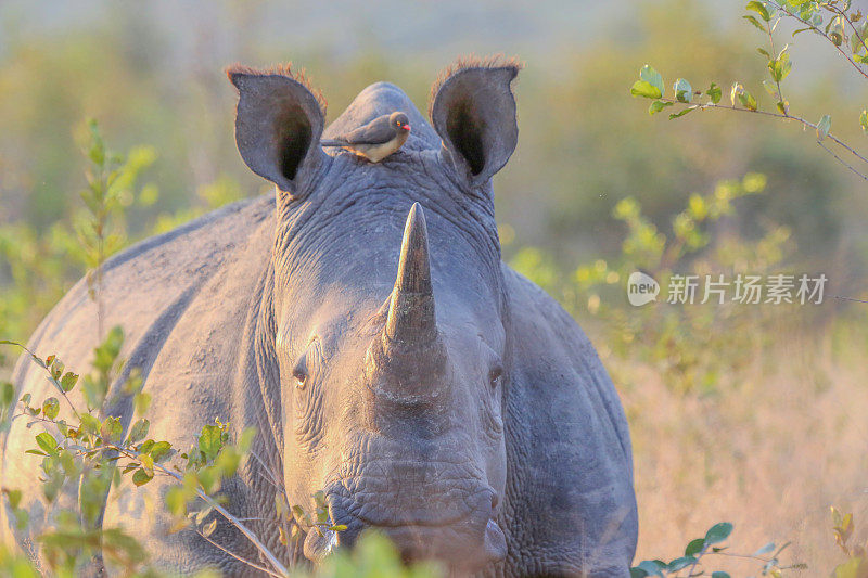 南非克鲁格国家公园的白犀牛