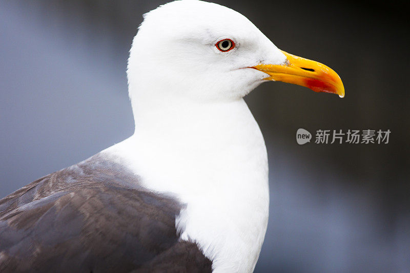 海鸥