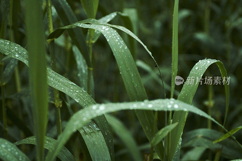 带露珠的长草叶