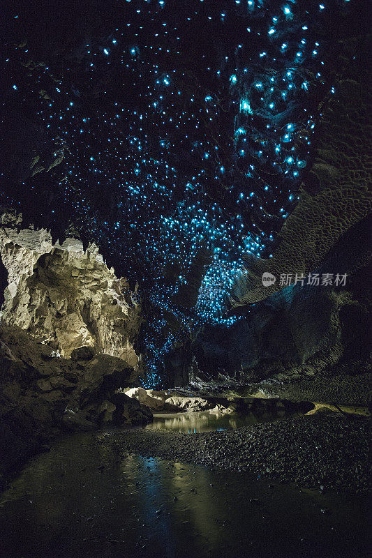 在新西兰的怀普洞穴里，萤火虫闪闪发光