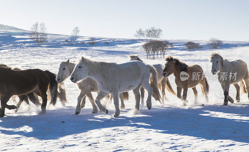 冬天在牧场上吃草的马