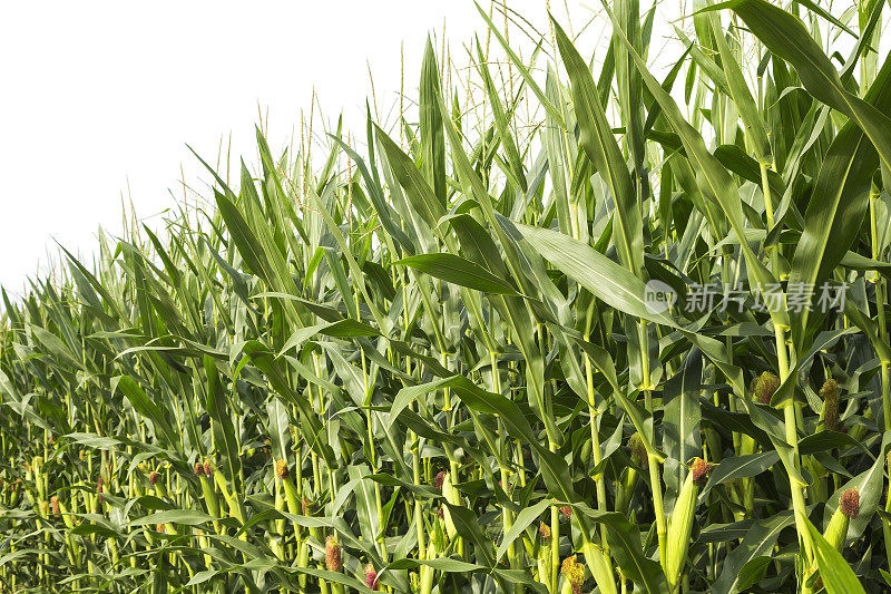 田里的玉米在白色背景上孤立了