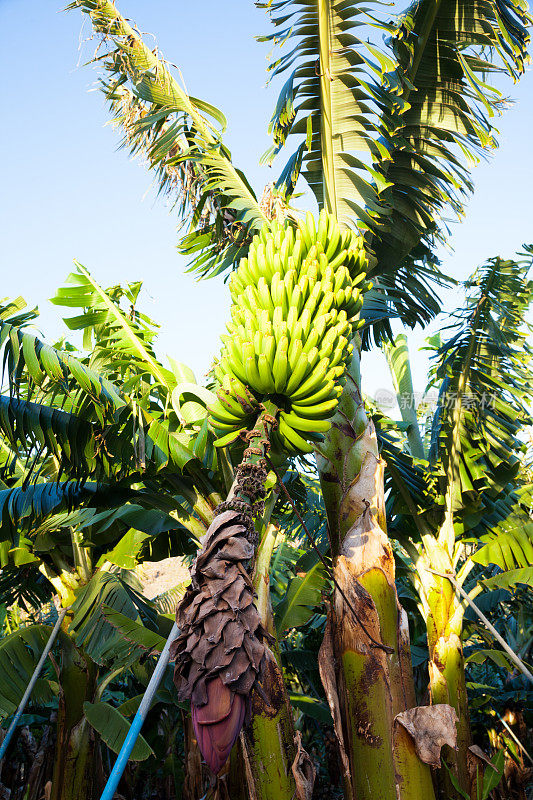 西班牙加那利群岛阳光明媚的香蕉种植园