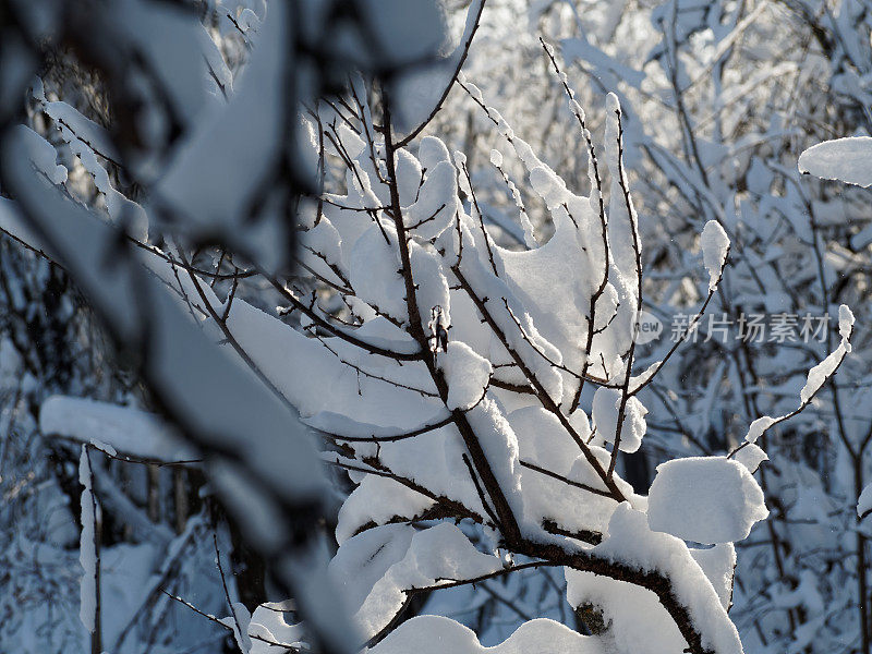 树枝上有厚厚的积雪