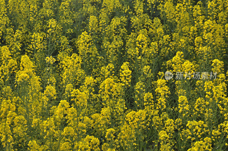 油菜花领域