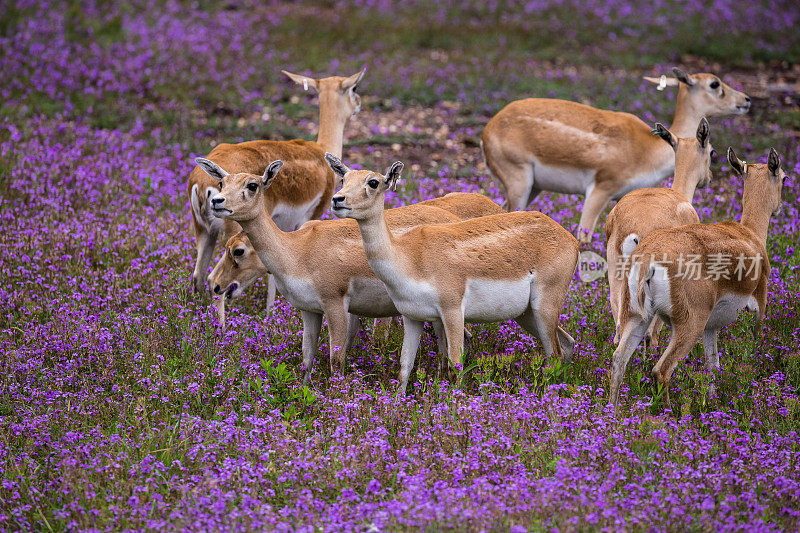 被紫色花朵包围的羚羊科