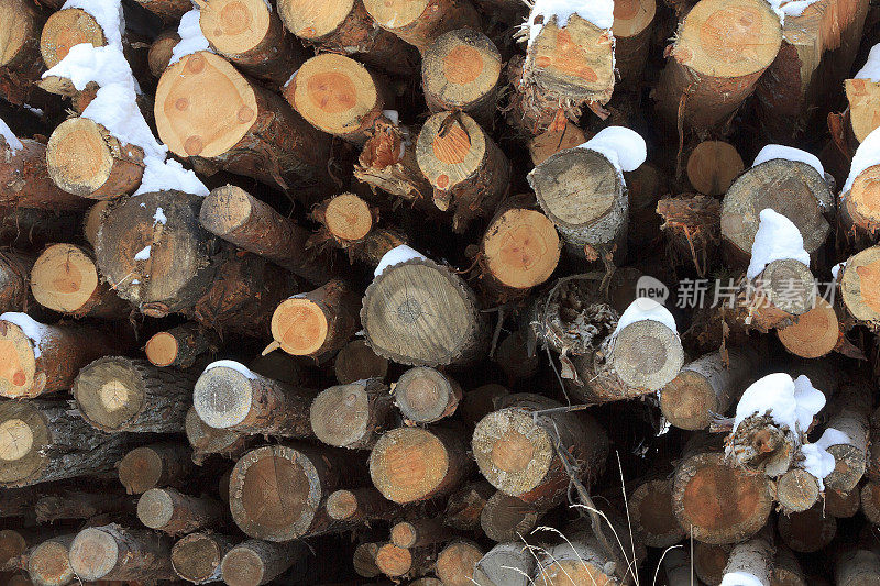木材收获。砍过的圆木堆