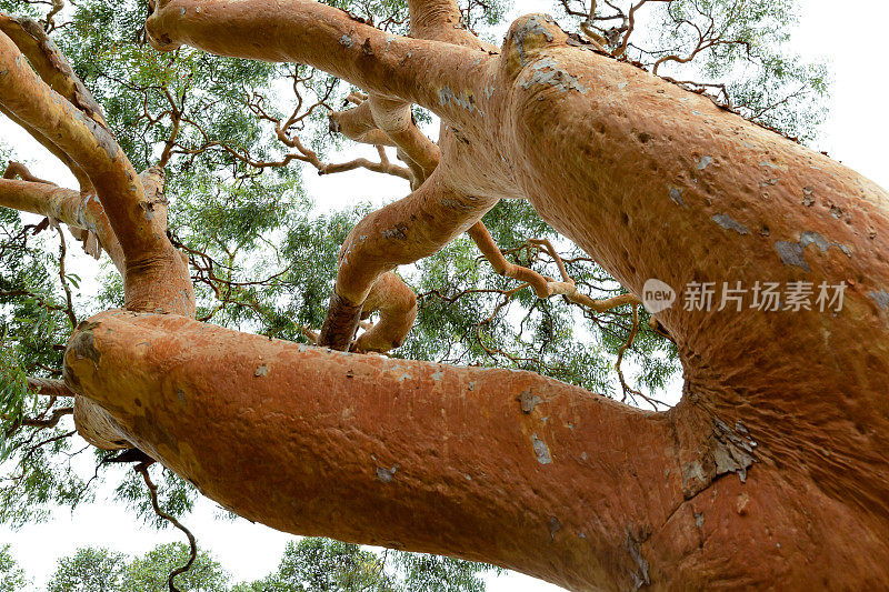 澳洲桉树红桉树，背景带拷贝空间