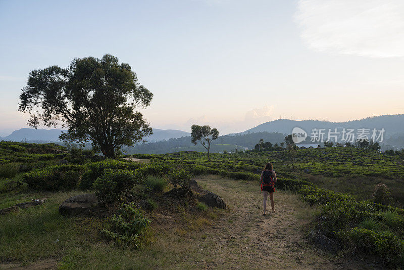 游客在斯里兰卡的努瓦拉埃利亚探索茶园