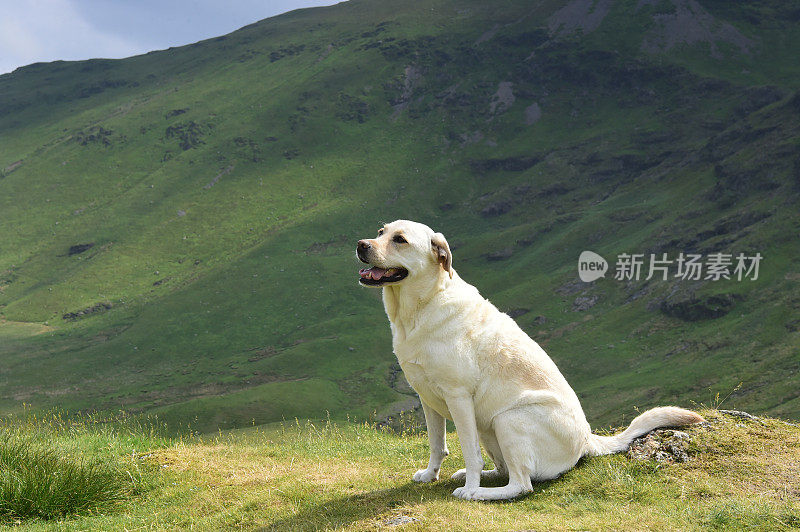 在湖区山区的拉布拉多寻回犬