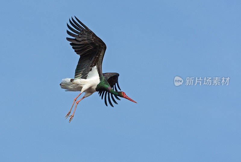 黑色的鹳在蓝天下飞翔