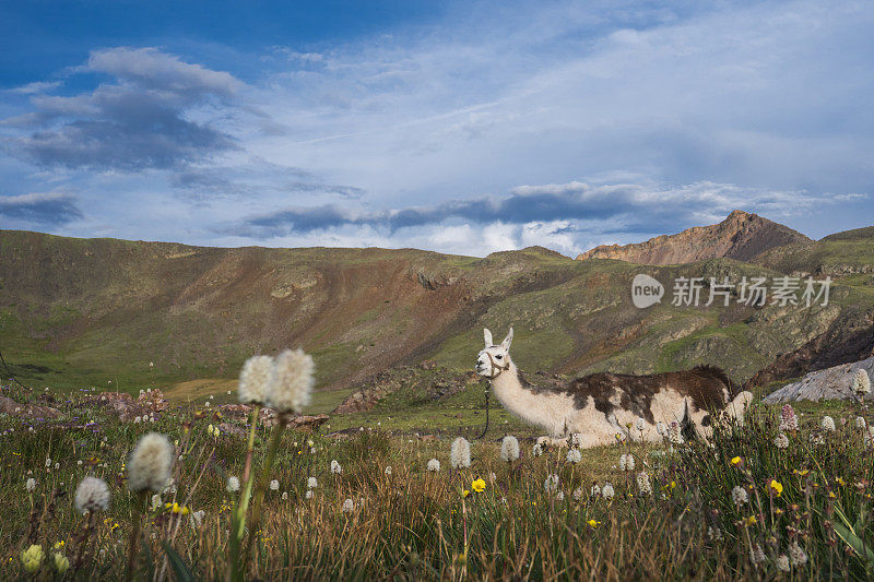 骆驼躺在野花中，圣胡安山脉，科罗拉多州