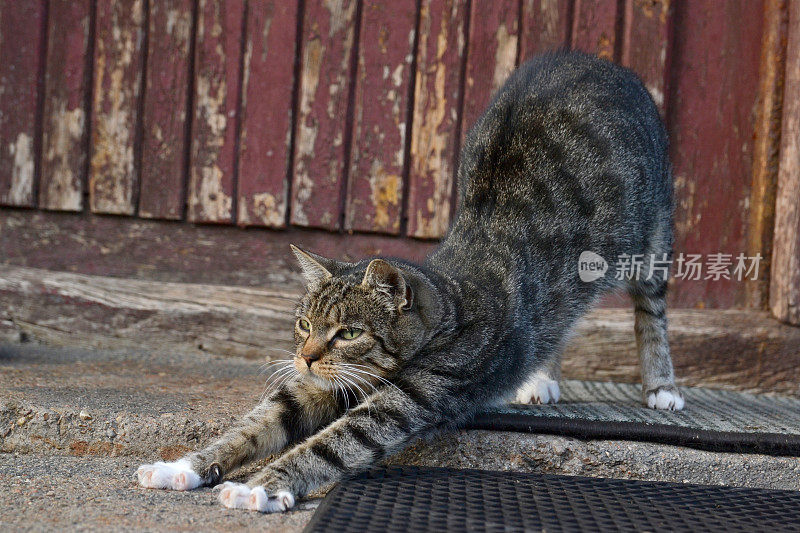 猫在门垫上伸懒腰