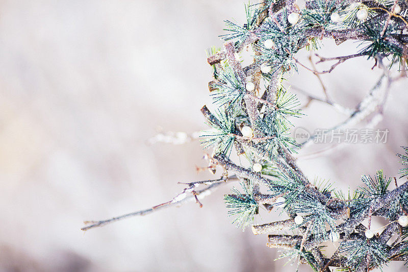 常青的花环挂在白雪覆盖的树枝上