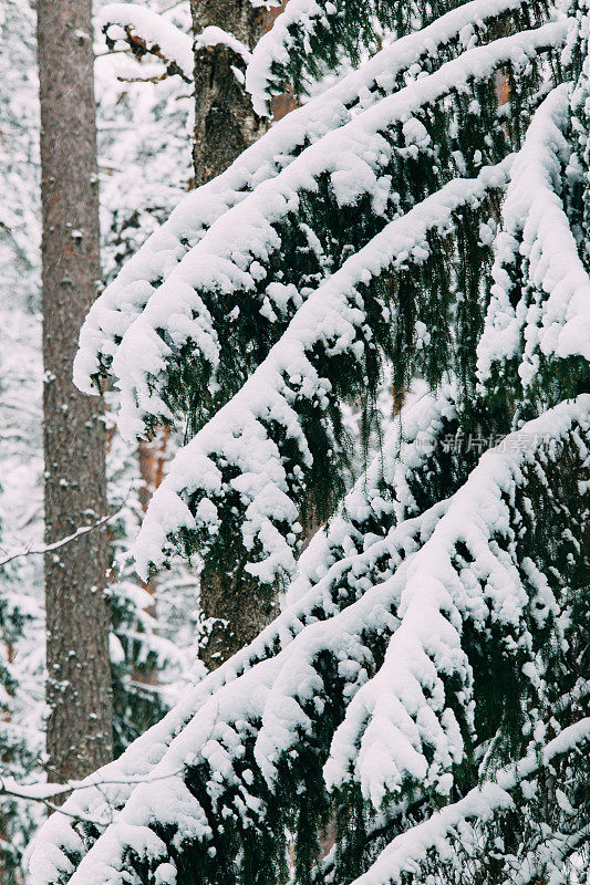 神奇的雪覆盖了树木。美丽的冬天的风景