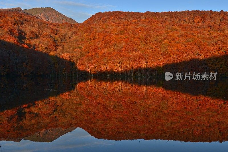 日本东北部和田市秋季沼泽的光影