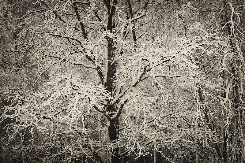 树林里树上的雪变成了棕色