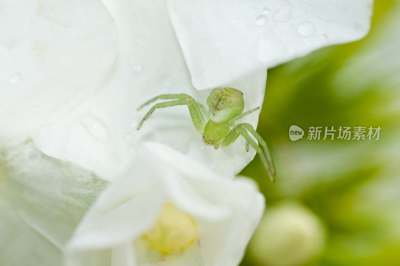 小绿蜘蛛雨后在花上喝水