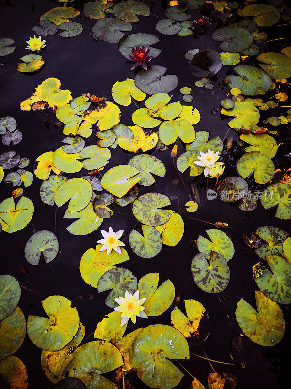 睡莲垫池塘花园秋水秋水湖泊水景