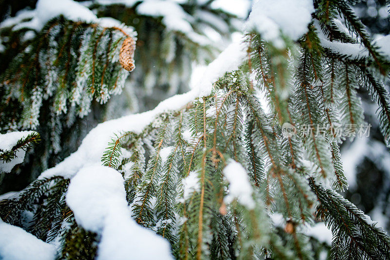 雪中的冷杉枝