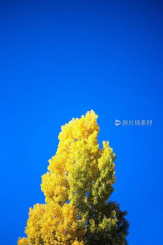 生机勃勃的黄秋杨;蓝色的天空背景