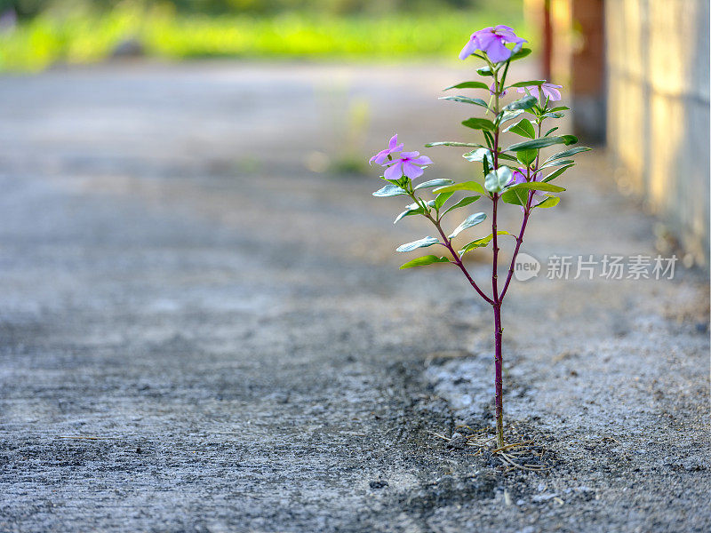 开花的幼苗已在混凝土道路的裂缝中生根。