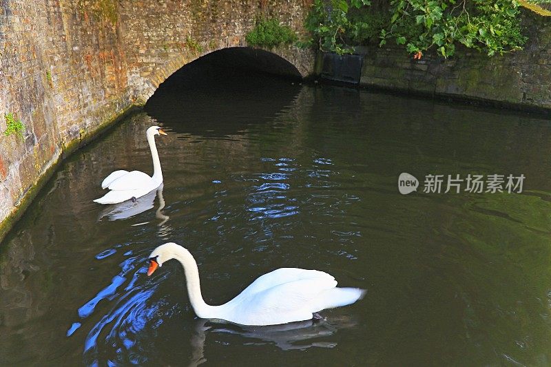 日出时分，两只天鹅漂浮在比利时布鲁日古城的水道上